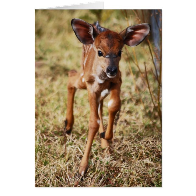 3-tägiges Baby Nyala Reh (Vorne)