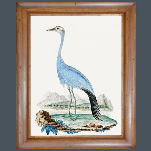 3 von 6, Set von 6 Audubon-Gemälden aus dem 18. Ja Poster