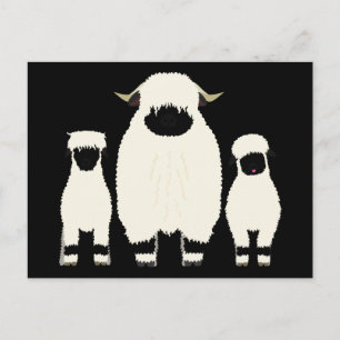 3 Walliser Schafe hintereinander Postkarte