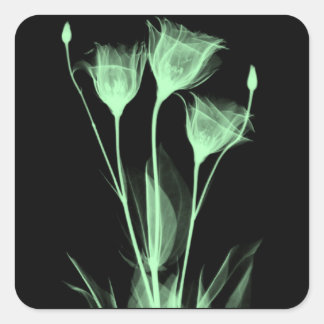 3 Weinetikett X-Ray-Blume Quadratischer Aufkleber