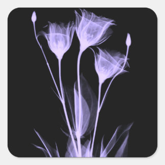 3 Weinetikett X-Ray-Blume Quadratischer Aufkleber
