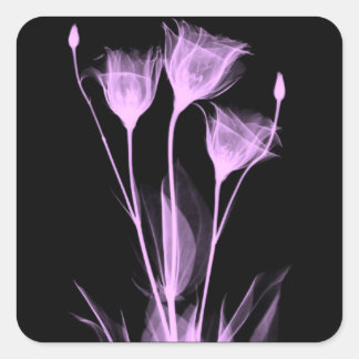 3 Weinetikett X-Ray-Blume Quadratischer Aufkleber