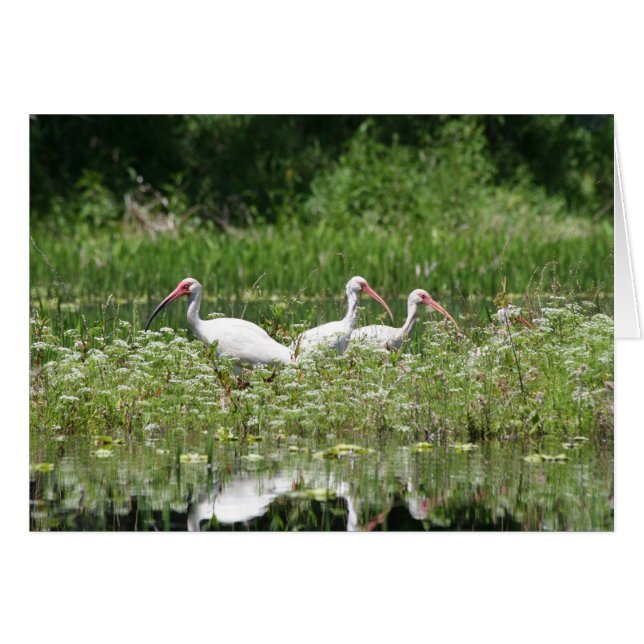 3 weiße Ibis (Vorderseite (Horizontal))