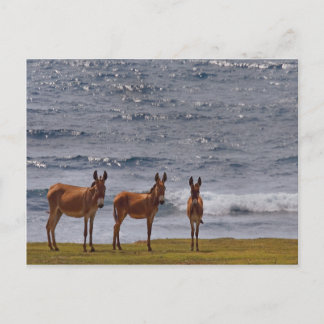 3 Wilde Esel am Meer Postkarte