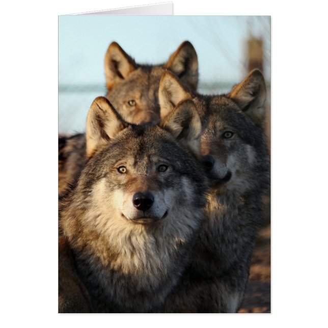 3 Wölfe (Vorne)