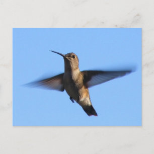 3aJ Hummingbird Fliegen in einem blauen Himmel Postkarte