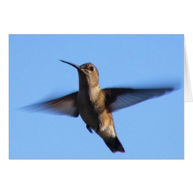 3aJ Hummingbird im blauen Himmel (Vorderseite (Horizontal))