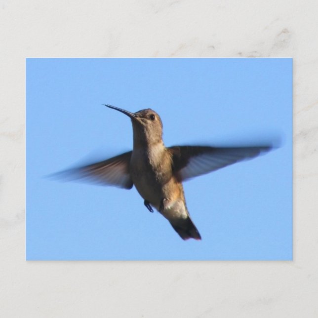 3aJ Hummingbird im blauen Himmel Postkarte (Vorderseite)