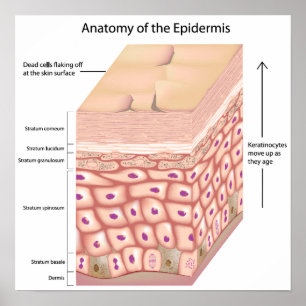 3D Anatomie des Epidermis Poster
