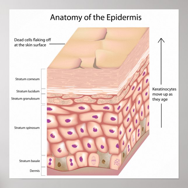 3D Anatomie des Epidermis Poster (Vorne)