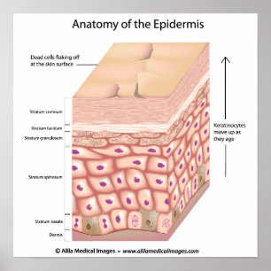 3D Anatomie des Epidermis Poster