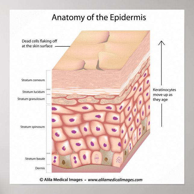 3D Anatomie des Epidermis Poster (Vorne)
