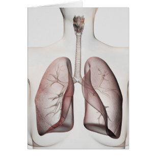 3D-Ansicht des weiblichen Atemsystems 1