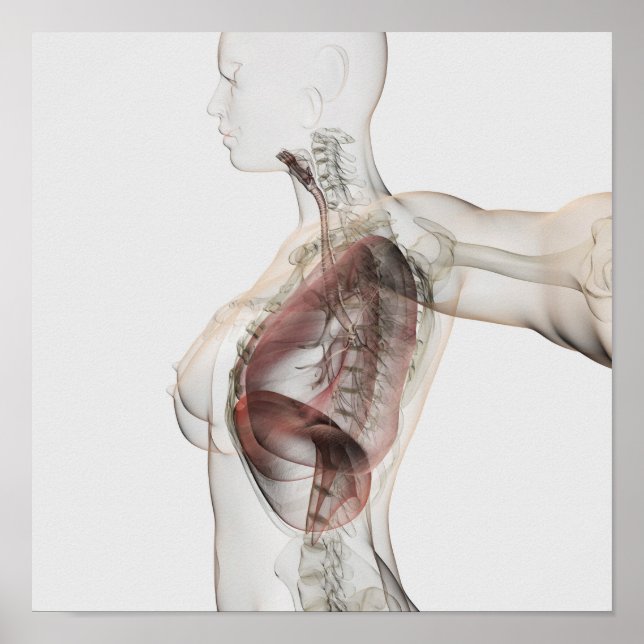 3D-Ansicht des weiblichen Atemsystems 2 Poster (Vorne)