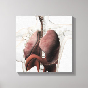 3D-Ansicht des weiblichen Atemsystems 3 Leinwanddruck