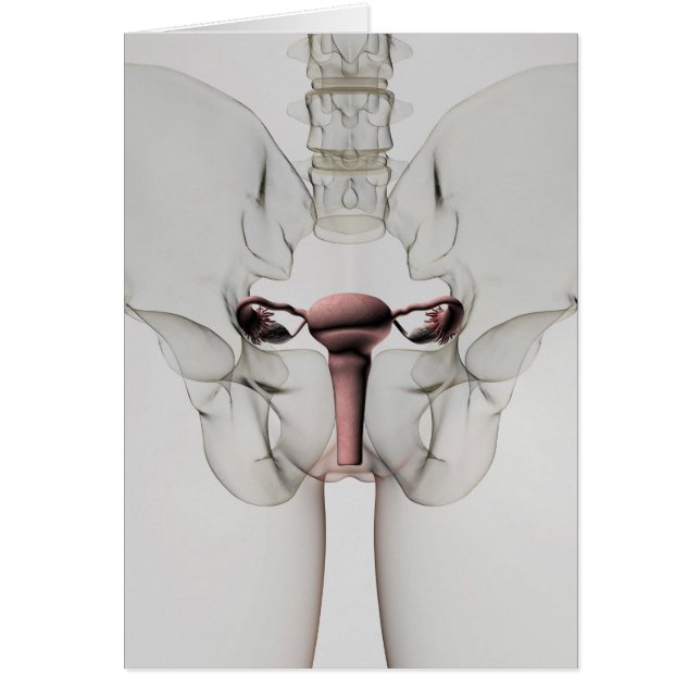 3D-Ansicht des weiblichen Fortpflanzungssystems (Vorne)