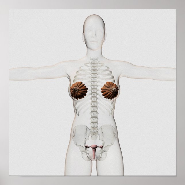 3D Ansicht des weiblichen Fortpflanzungssystems Poster (Vorne)