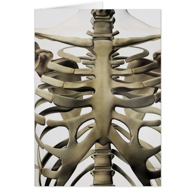 3D Ansicht weiblicher Sternum- und Rippenkäfige (Vorne)