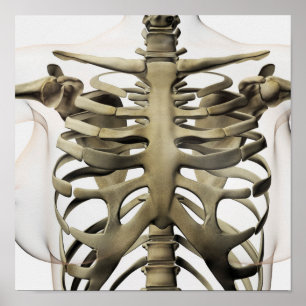 3D Ansicht weiblicher Sternum- und Rippenkäfige Poster