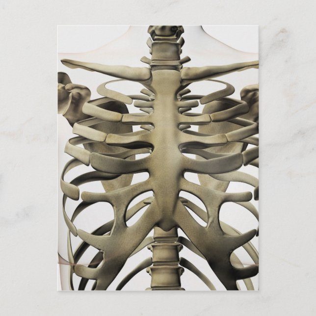 3D Ansicht weiblicher Sternum- und Rippenkäfige Postkarte (Vorderseite)