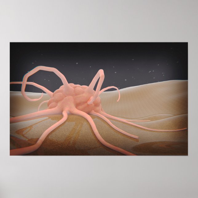 3D-Darstellung der Makrophage-Phagozytose Poster (Vorne)