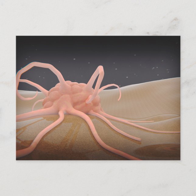 3D-Darstellung der Makrophage-Phagozytose Postkarte (Vorderseite)