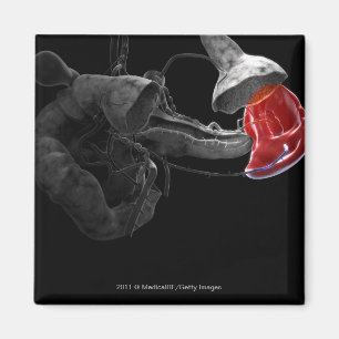 3D-Darstellung der Milz Magnet