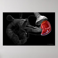 3D-Darstellung der Milz