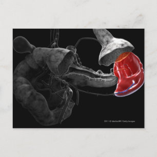 3D-Darstellung der Milz Postkarte