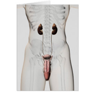 3D-Darstellung des männlichen Fortpflanzungssystem