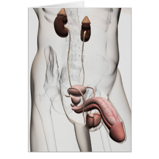 3D-Darstellung des männlichen Fortpflanzungssystem