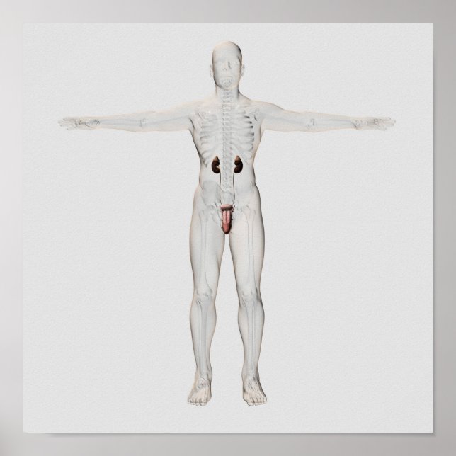 3D-Darstellung des männlichen Fortpflanzungssystem Poster (Vorne)