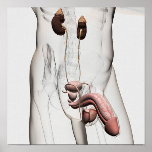 3D-Darstellung des männlichen Fortpflanzungssystem Poster