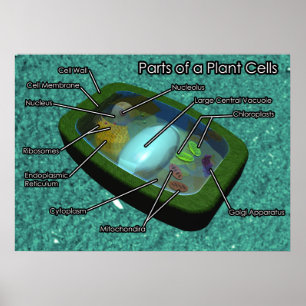 3D Plant Cell Diagram Poster