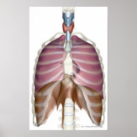 3d rendering of the respiratory system