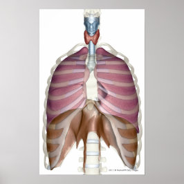 3d rendering of the respiratory system poster