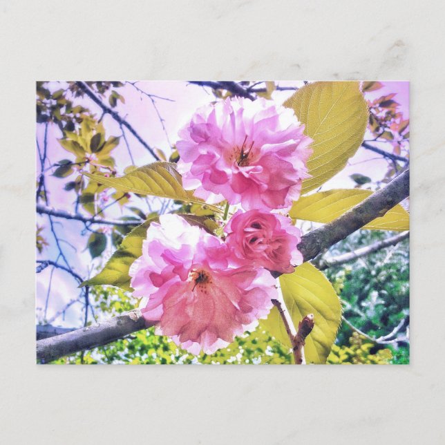 3PINK BLOSSOME LIGHT POSTCARD POSTKARTE (Vorderseite)
