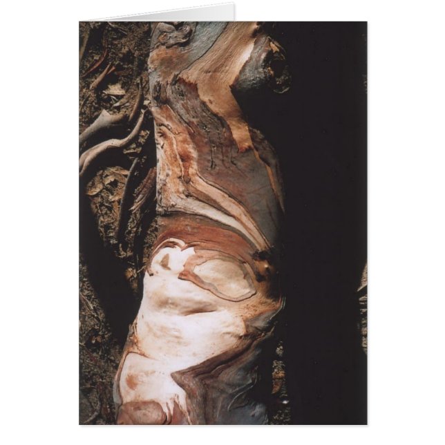 40. Barken-Muster, Kalifornien (Vorne)