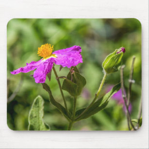 4111-Rosa Blume in der Wüste Mousepad