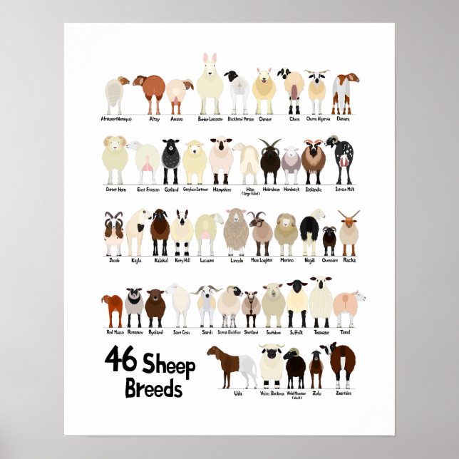 46 breeds of sheep poster (Vorne)
