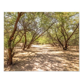 4745-Schattenbäume in der Wüste Fotodruck