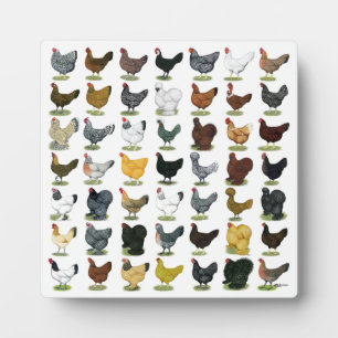 49 Hühner Hennen Fotoplatte