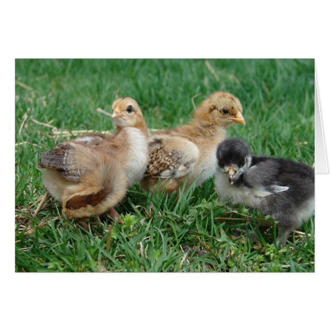 4 Bantam Chicks (Vorderseite (Horizontal))