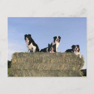 4 Colliese an der Grenze.png Postkarte