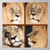 4 Gesichter der Löwe