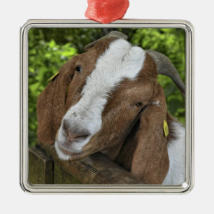 4-H Boer Goat Nanny Ornament Aus Metall