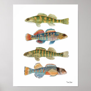 4 Häufig Darter Species Poster
