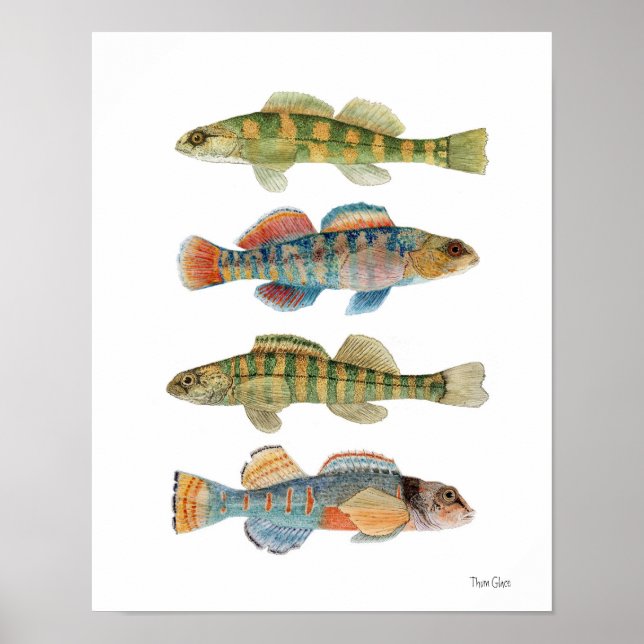 4 Häufig Darter Species Poster (Vorne)