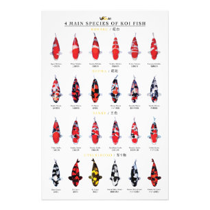 4 Hauptarten von Koi-Fischen Fotodruck