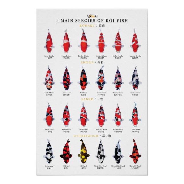 4 Hauptarten von Koi-Fischen Poster (Vorderseite)